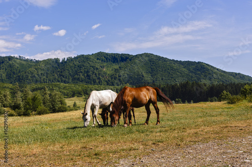 Group of wild horses eating grass