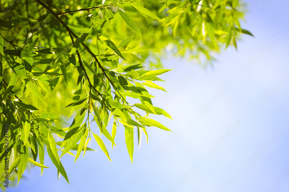 Beautiful young juicy leaves of willow in nature against the backdrop of a blue sky. Gentle fresh summer spring background pattern for text. Beautiful young juicy leaves of willow in nature against the backdrop of a blue sky. Gentle fresh summer spring background pattern for text.