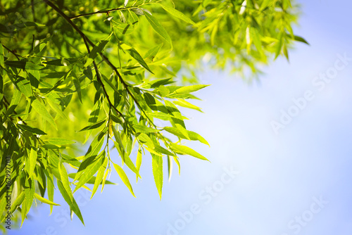 Fototapeta Naklejka Na Ścianę i Meble -  Beautiful young juicy leaves of willow in nature against the backdrop of a blue sky. Gentle fresh summer spring background pattern for text.