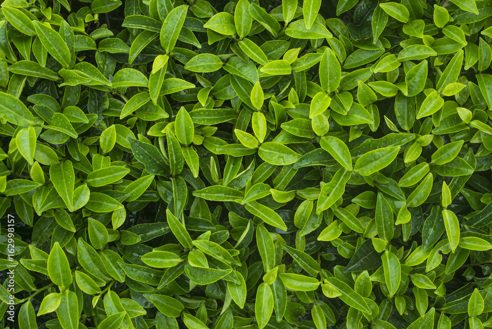 Close up of tea leaves can be use as as background. Close up of tea leaves can be use as as background.