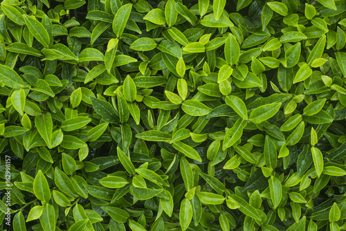 Close up of tea leaves can be use as as background.