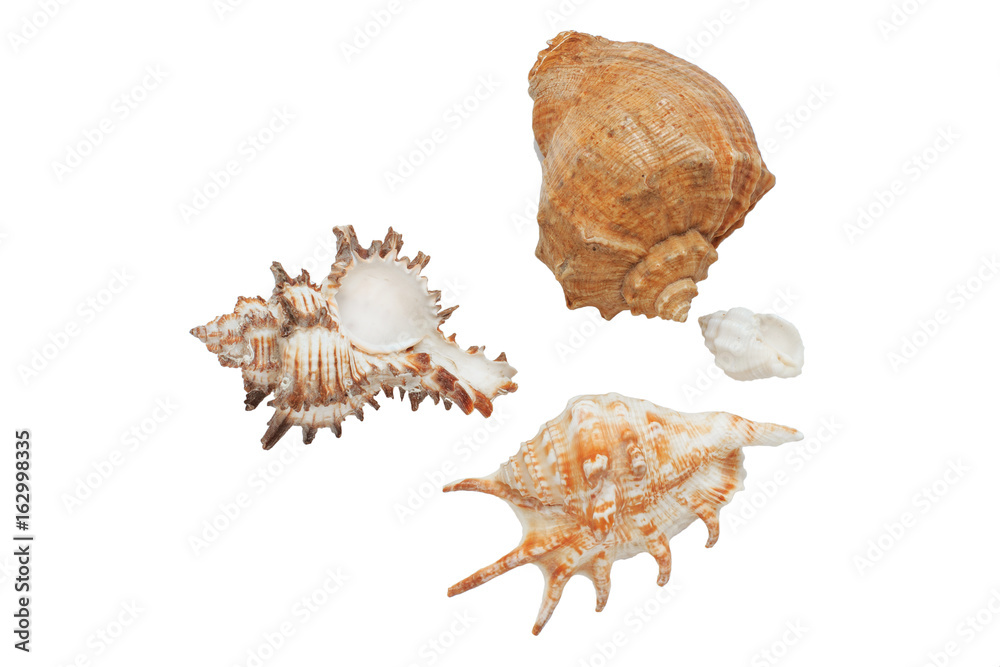 Seashell isolated on the white background Seashell isolated on the white background