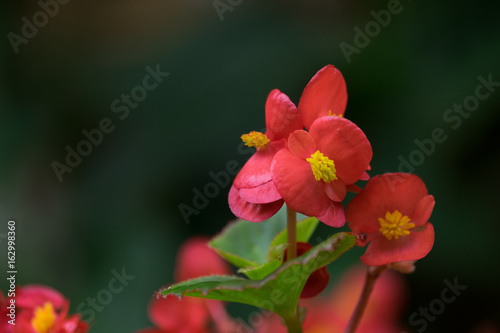 Fototapeta Naklejka Na Ścianę i Meble -  Red begonia flower with Green Leaf blooming in Spring-Summer in the garden and soft focus background