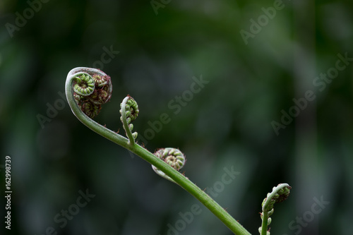 Closeup image on a green fiddlehead fern unfurling with selective focus, fern leaves in the garden, Fresh green fern leaves on green background in the sunlight.