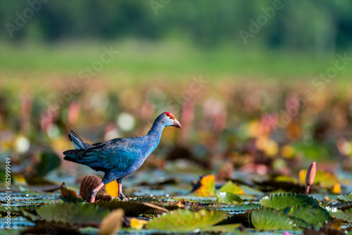 Purple Swamphen in wetlands Thale Noi, one of the country's largest wetlands covering Phatthalung, Nakhon Si Thammarat and Songkhla ,South of THAILAND.
