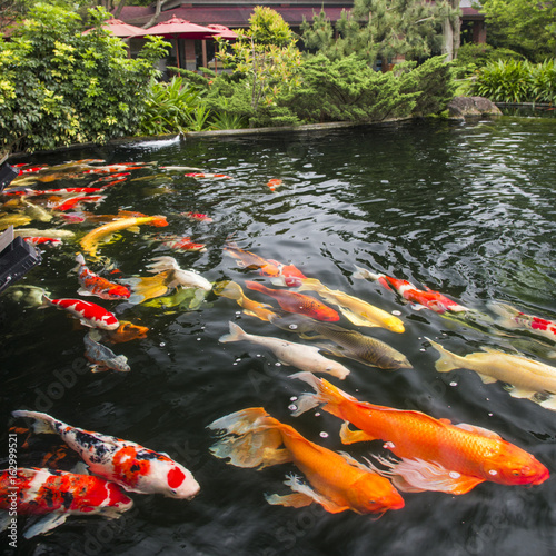 Colorful fancy carp fish, koi fish in a Japanese Garden.