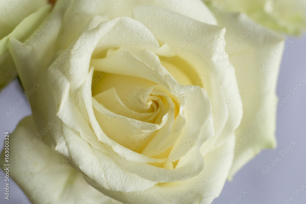 White Rose White Rose
