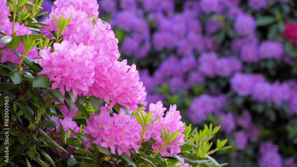 Beautiful rhododendron close up in magenta, with raindrops and shower
