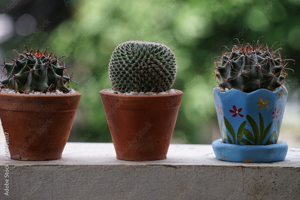 Cactus is a small tree, suitable for planting in the office. Cactus is a small tree, suitable for planting in the office.