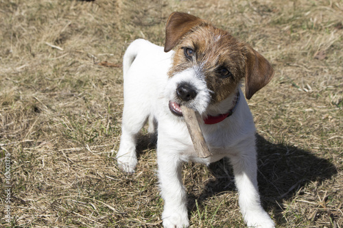 Tapety artystyczne puppy