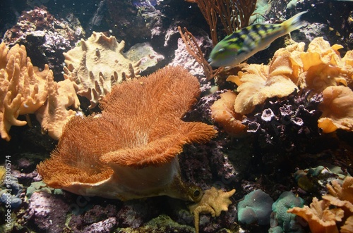 Musée Aquarium de Bruxelles : Poissons et coraux
