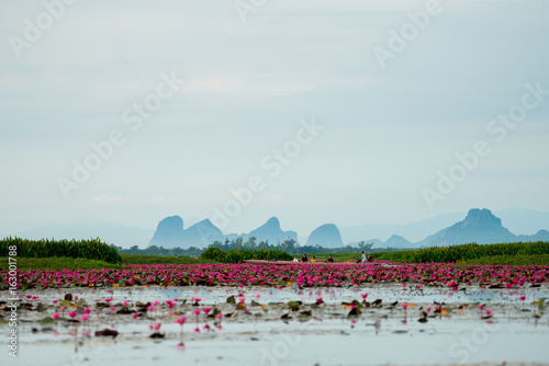 Pink lotus in wetlands Thale Noi, one of the country's largest wetlands covering Phatthalung, Nakhon Si Thammarat and Songkhla ,South of THAILAND.