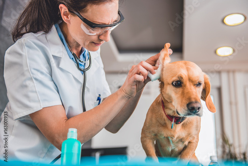 Fototapeta Naklejka Na Ścianę i Meble -  Veterinarian cleaning dog ears