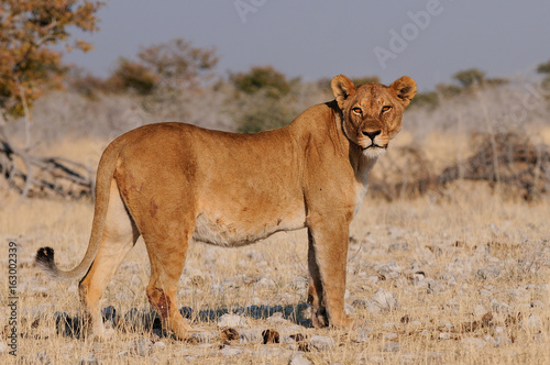 L  win in der Trockenzeit  Etosha Nationalpark  Namibia