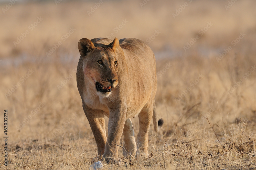 Afrikanischer Löwe, Etosha Nationalpark, Namibia