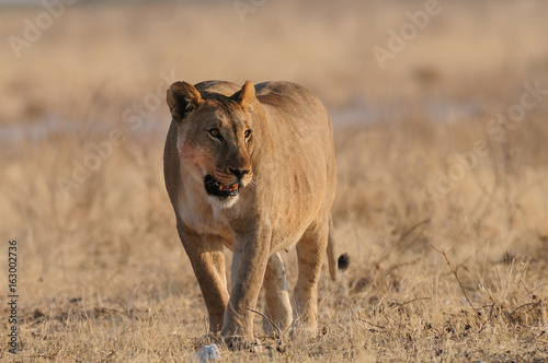 Fototapeta Naklejka Na Ścianę i Meble -  Afrikanischer Löwe, Etosha Nationalpark, Namibia