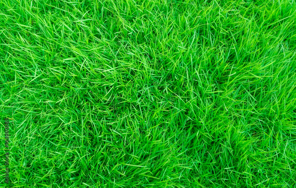 green lawn,backyard for background,Grass texture green lawn,backyard for background,Grass texture