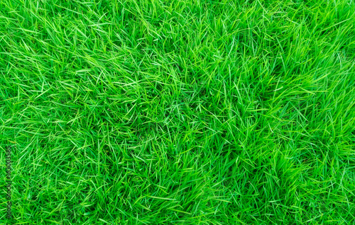 green lawn backyard for background Grass texture