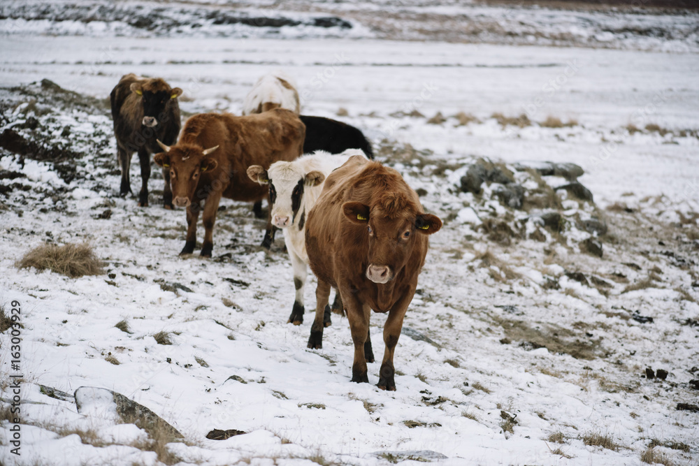 Adorable Icelandic rustic cows in the snowy volcanic field