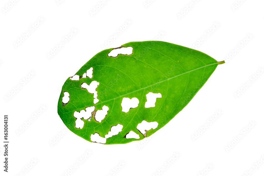 Leaf with holes isolated on white background Leaf with holes isolated on white background