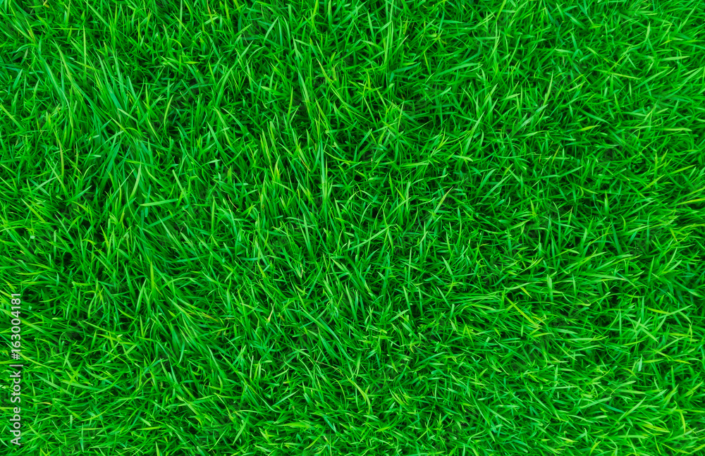 green lawn,backyard for background,Grass texture green lawn,backyard for background,Grass texture