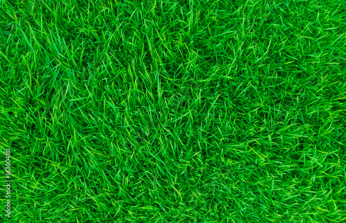 green lawn,backyard for background,Grass texture