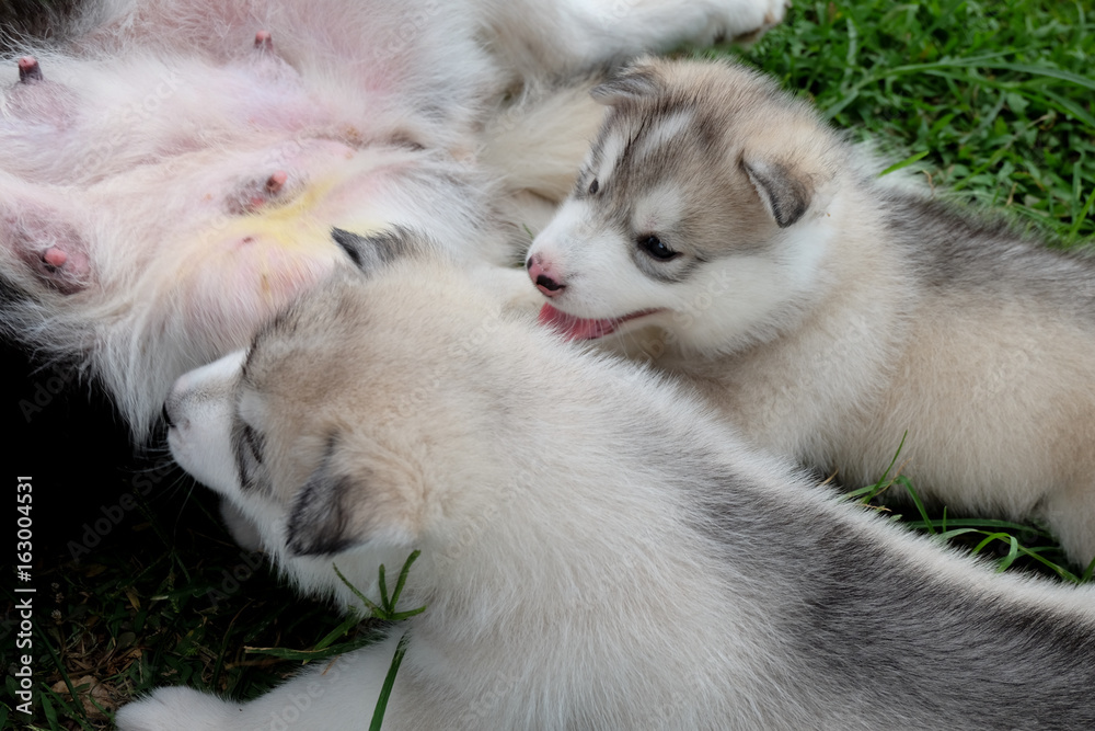 Siberian husky puppy close up on background . .
