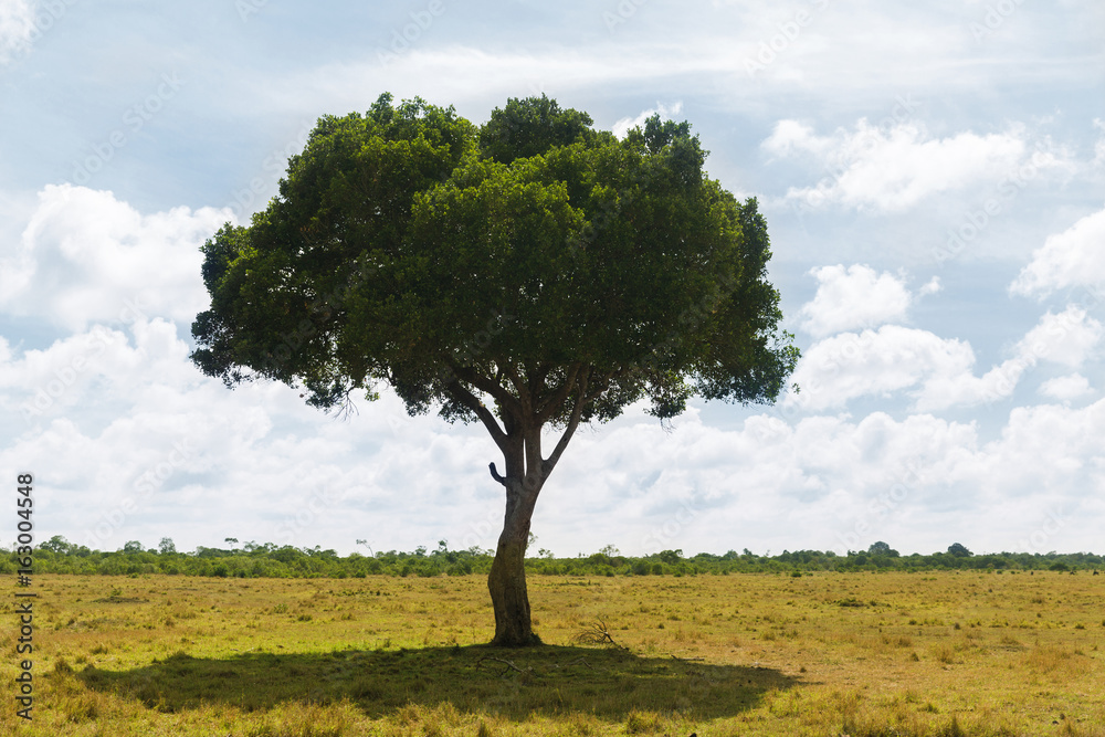 acacia tree in savannah at africa