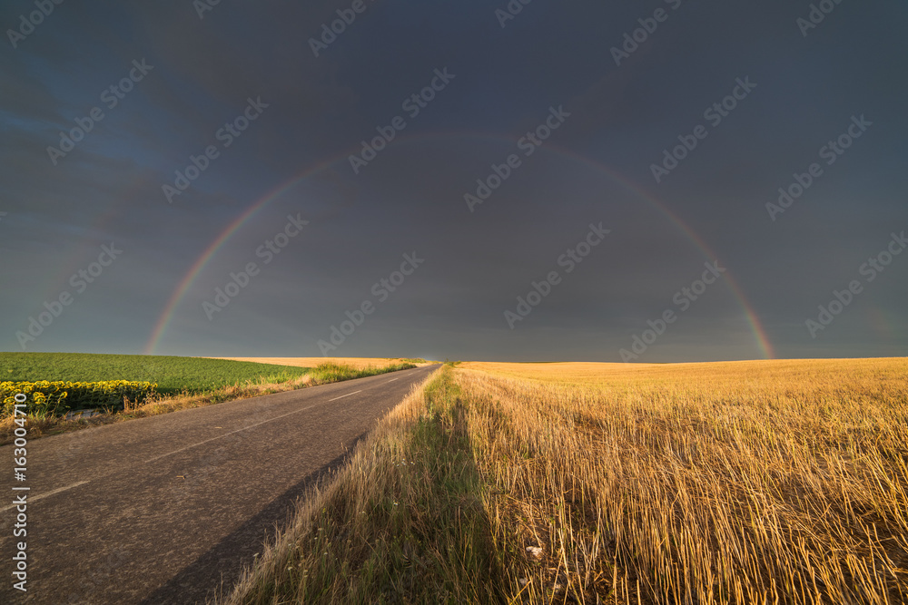 Wheat field in sunny summer day after rain and rainbow behind