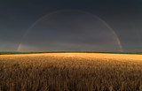 Wheat field after rain with rainbow behind