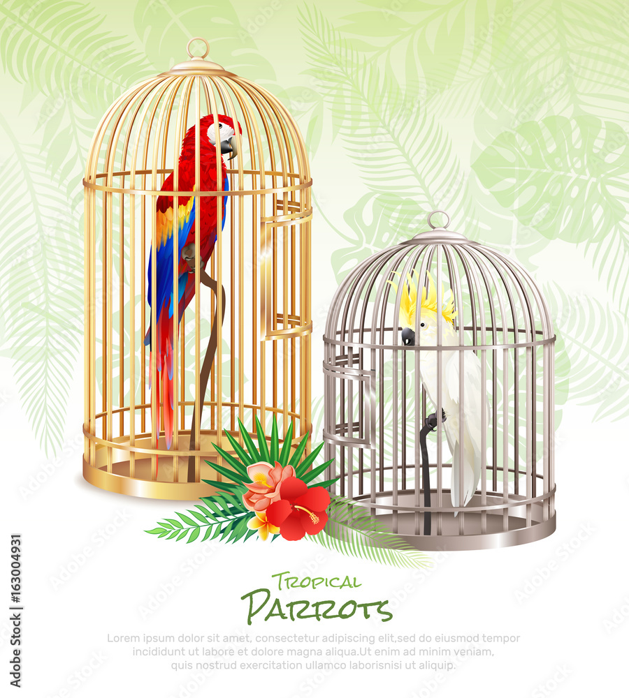 Bird Market Poster Background Bird Market Poster Background