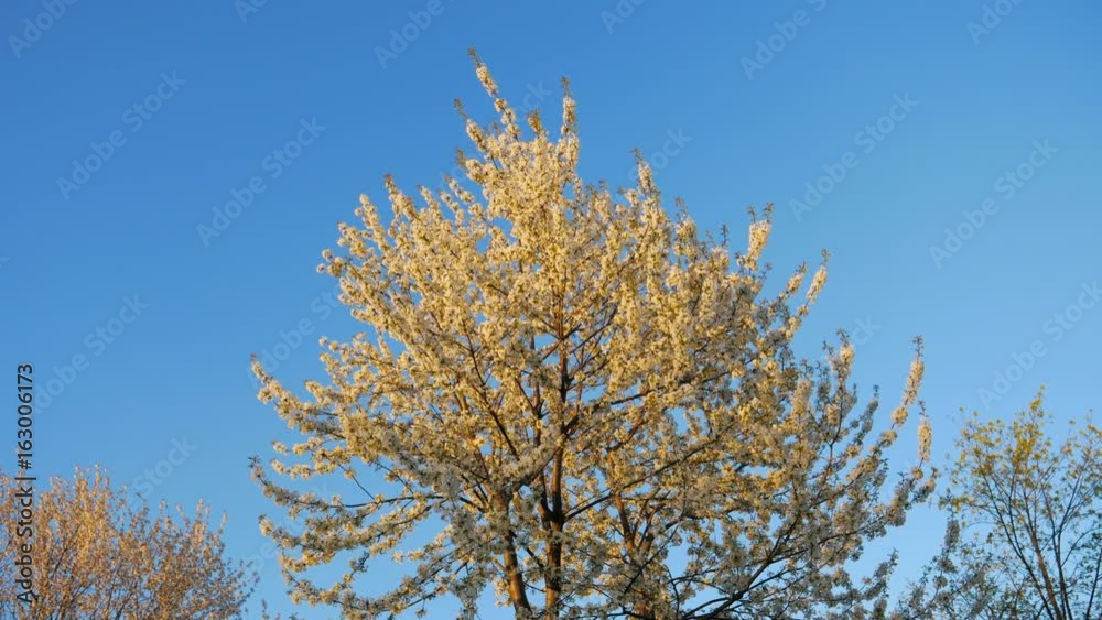 The Apple tree blooms in spring, white flowers in the warm light of sunset. The Apple tree blooms in spring, white flowers in the warm light of sunset.