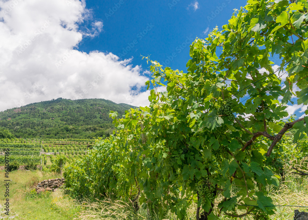 Vineyards in Sondrio, Valtellina, Italy