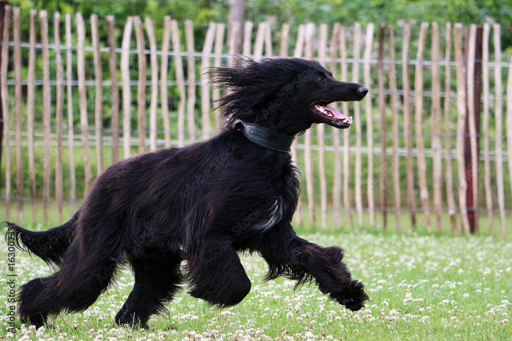 schwarzer afghanischer windhund hat spaß im garten schwarzer afghanischer windhund hat spaß im garten