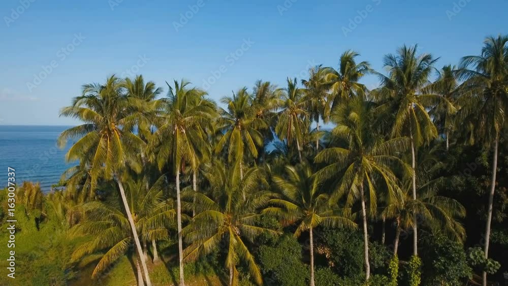 Tropical landscape with the sea and palm trees against a blue sky. Philippines, Camiguin. 4K video. Aerial footage. Tropical landscape with the sea and palm trees against a blue sky. Philippines, Camiguin. 4K video. Aerial footage.