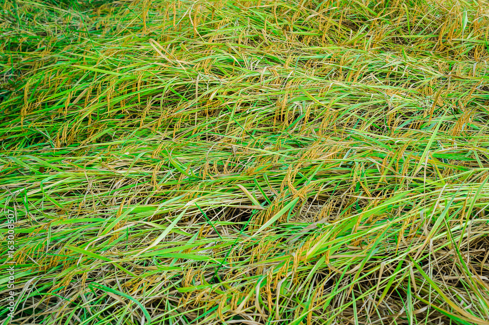 Rice crops in a plot to overthrow, because the wind blows. Rice crops in a plot to overthrow, because the wind blows.