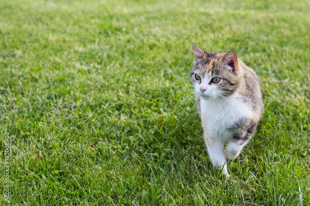 Tricolor cat walks along the lawn.