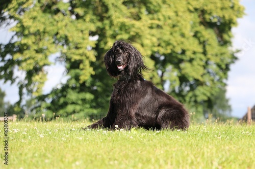 portrait eines schwarzen afghanischen windhundes im garten photo