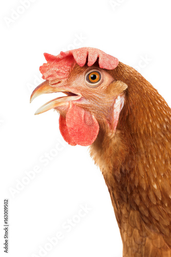 close up detail of brown chicken head open bill mouth isolated white background