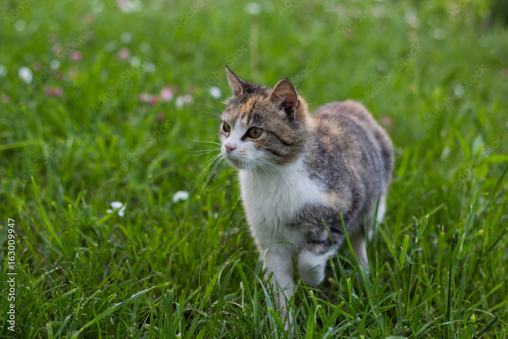 Three colored cat is standing in the lawn