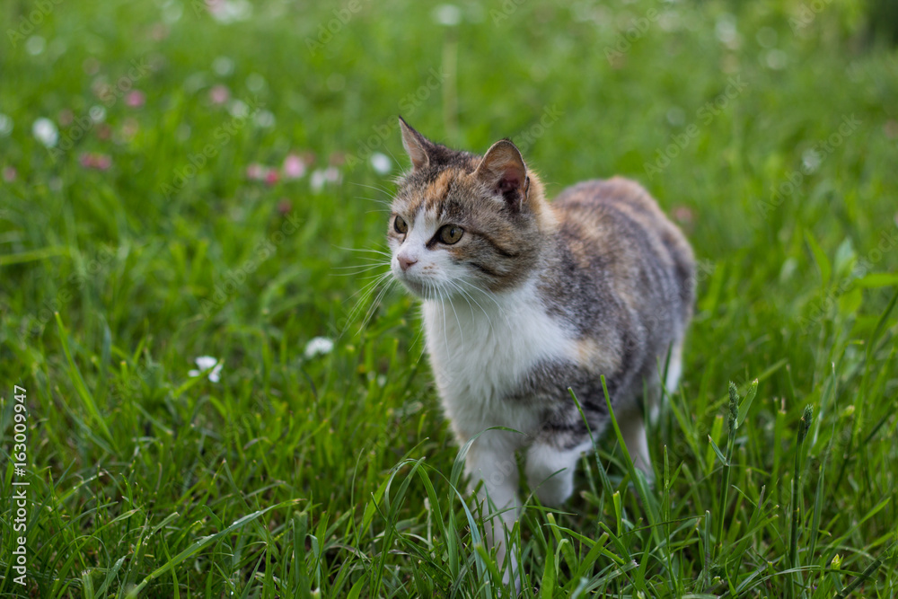 Three colored cat is standing in the lawn Three colored cat is standing in the lawn