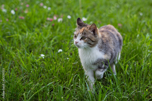 Cat  is listening to something, while walking on the meadow