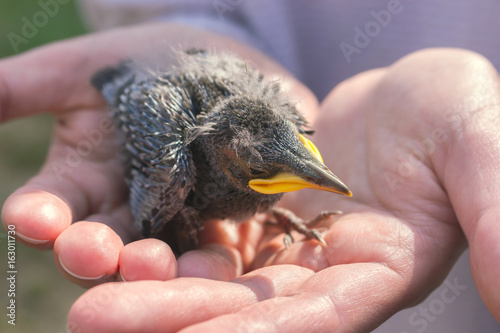 human palms holding nestling baby bird, rescue wildlife photo