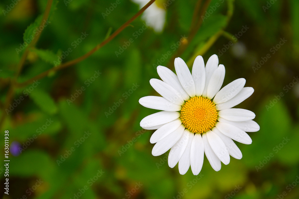 Fototapeta premium A flower of a forest chamomile (Latin Matricaria) on a blurred background of leaves.
