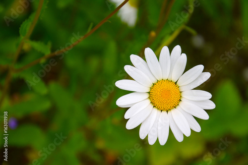 A flower of a forest chamomile  Latin Matricaria  on a blurred background of leaves.