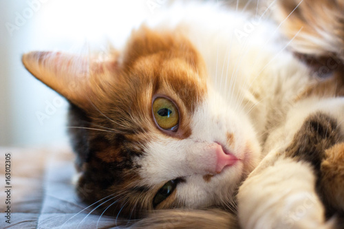 Portrait of three-colored cat close up lying on the pillow and looking directly into the lens