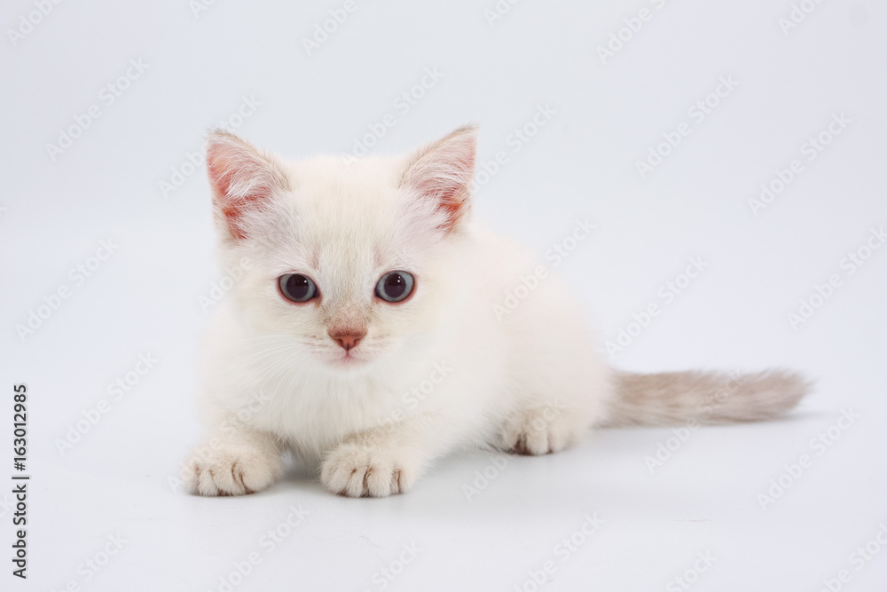 Kittens of British breed on a white background.