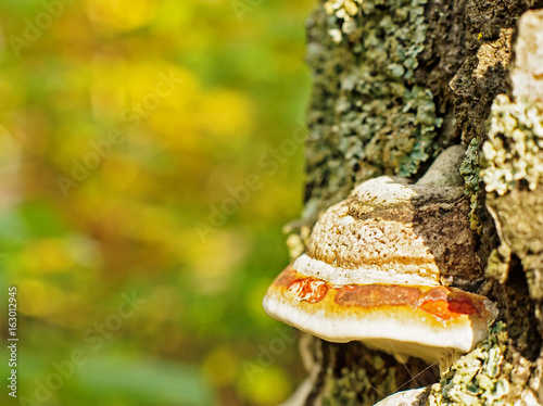 Chaga mushroom (Inonotus obliquus) on the trunk of a birch on a background of yellow autumn foliage photo