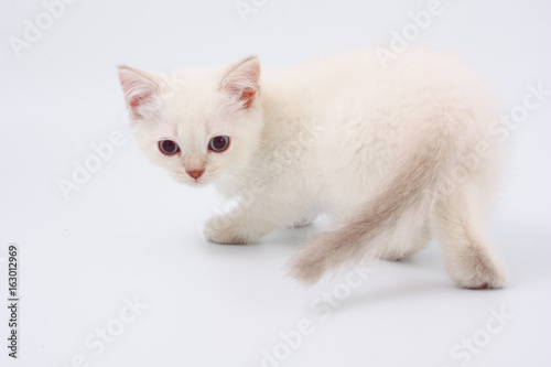 Kittens of British breed on a white background.