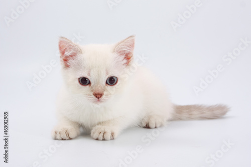 Kittens of British breed on a white background. © makam1969